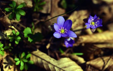 Bahar mantarı nobilis