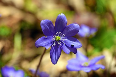 Bahar mantarı nobilis