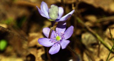 Bahar mantarı nobilis