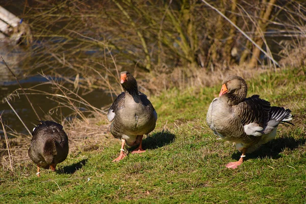 Wild goose near river — Stock Photo, Image