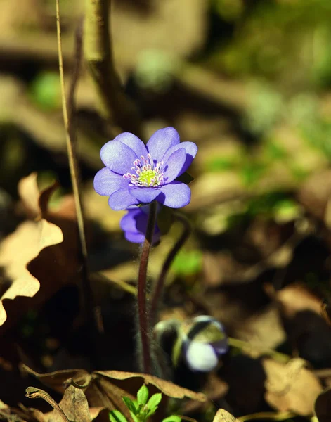 Frühlingshepatica nobilis — Stockfoto