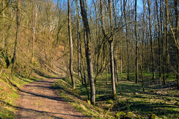 Sentier printanier en forêt — Photo