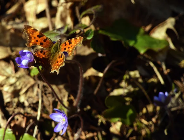 Bahar mantarı nobilis — Stok fotoğraf