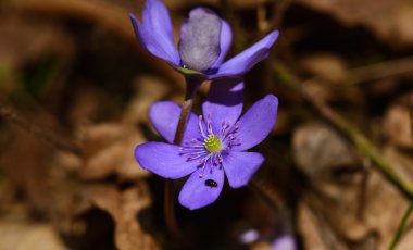 Bahar mantarı nobilis