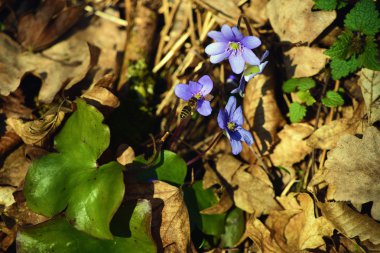 Bahar mantarı nobilis