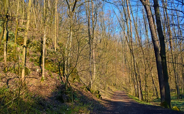 Voorjaar wandelpad in bos — Stockfoto