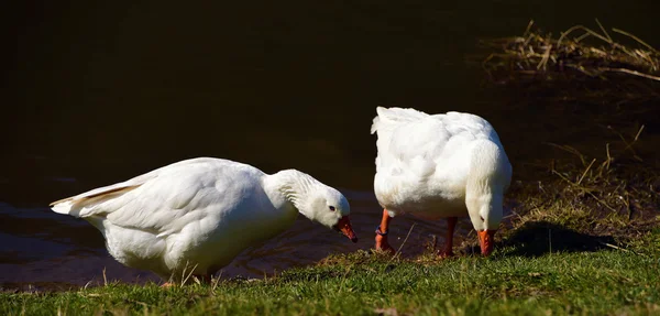 Biała gęś w pobliżu rzeki — Zdjęcie stockowe