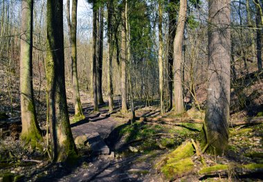 Yol ve dere ormandaki