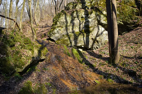 Rocas y arroyos en el bosque — Foto de Stock