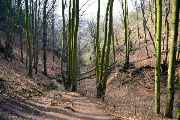 Caminho na floresta no vale — Fotografia de Stock