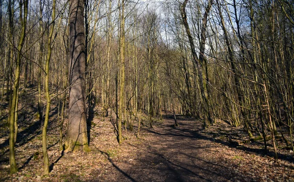 Caminho na floresta de primavera — Fotografia de Stock