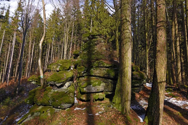 Foresta con roccia — Foto Stock