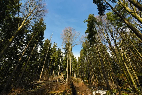 Wald mit blauem Himmel — Stockfoto