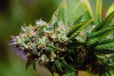 Esrar yeşil çiçek