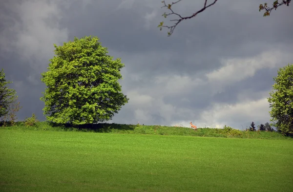 Field with tree — Stock Photo, Image