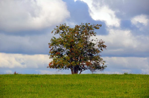 Feld mit Baum — Stockfoto