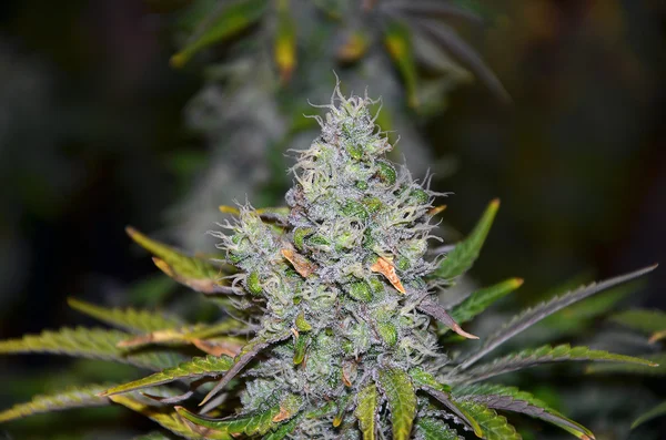 Floración verde marihuana — Foto de Stock
