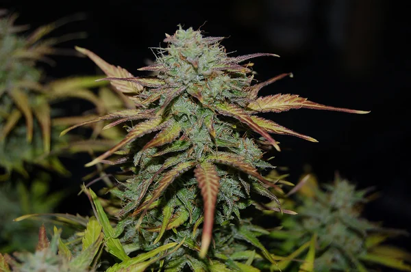 Marihuana zielony kwiat — Zdjęcie stockowe