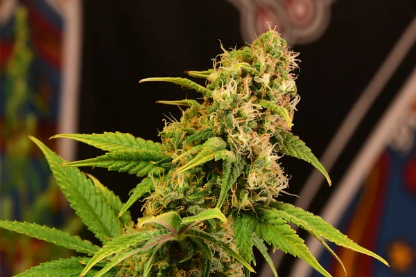 Esrar yeşil çiçek