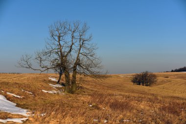Kış-bahar zaman ağaçlarda