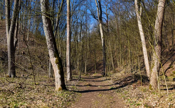 Primavera na floresta — Fotografia de Stock