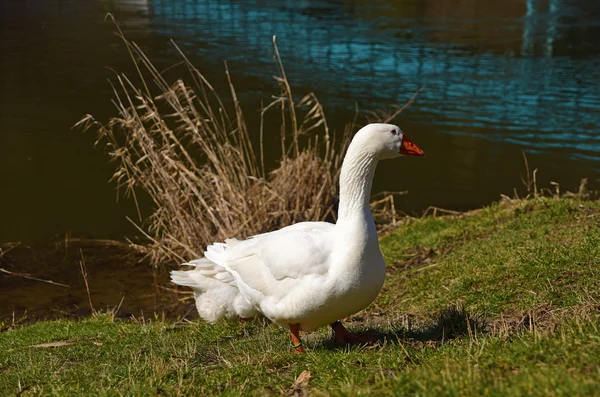 Gansos blancos cerca del río —  Fotos de Stock