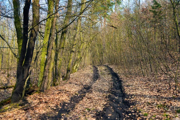 Весна в лесу — стоковое фото