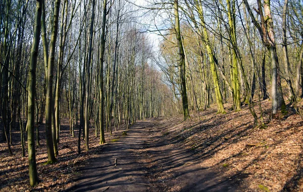 Lente in bos — Stockfoto