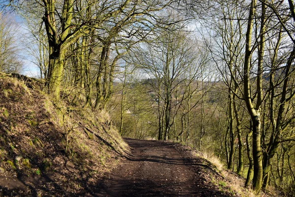 Percorso nella foresta — Foto Stock