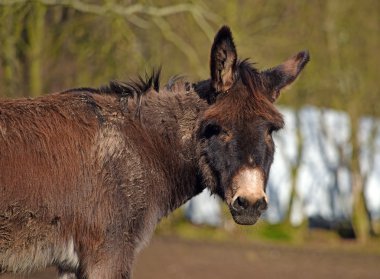 Kahverengi eşek baş