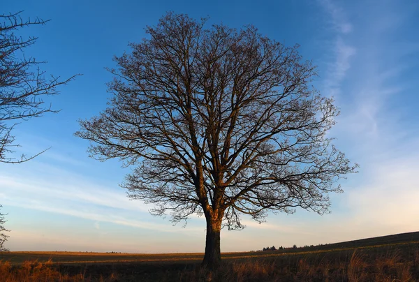 Morgen mit Baum — Stockfoto