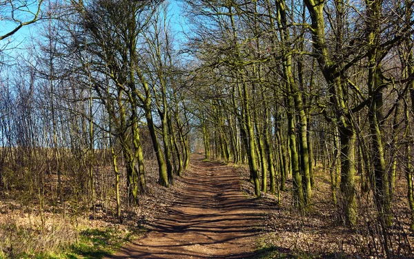 Pad op ochtend — Stockfoto