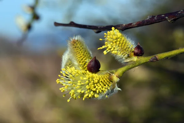 염소 버드 나무의 꽃 — 스톡 사진