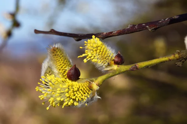 Flor de salgueiro de cabra — Fotografia de Stock