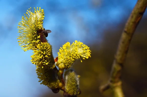 Flor de salgueiro de cabra — Fotografia de Stock