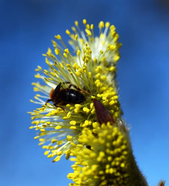 Blomning av sälg — Stockfoto