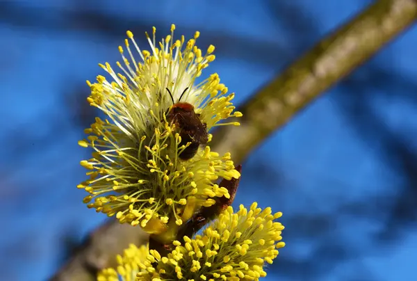 Flor de salgueiro de cabra — Fotografia de Stock