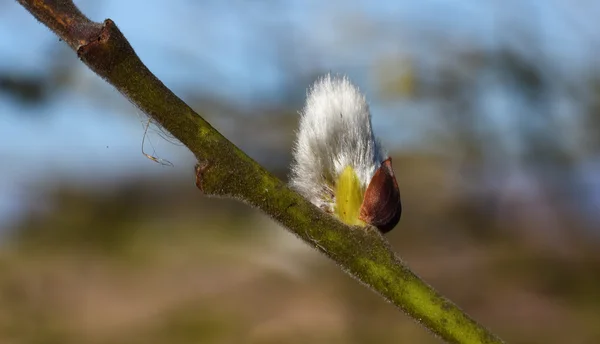 Bermekaran dari willow kambing — Stok Foto