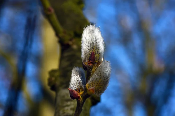 Blomning av sälg — Stockfoto