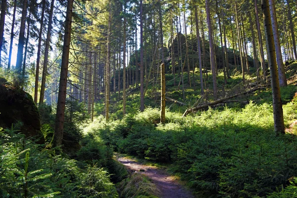 Sentiero nella foresta primaverile — Foto Stock