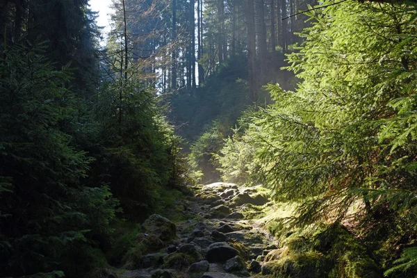 Path in spring forest — Stock Photo, Image