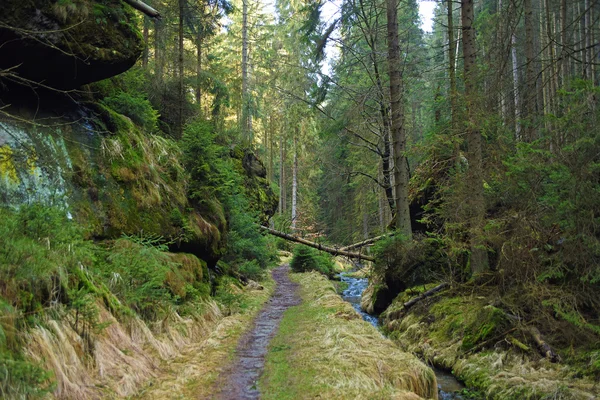 Creek ve yol ile Milli Parkı — Stok fotoğraf