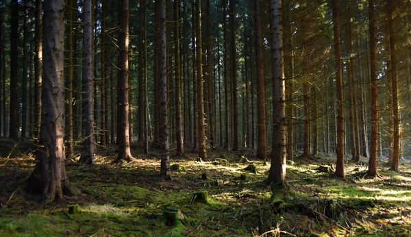 Morning forest with sunshine Stock Photo