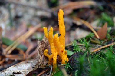 Portakal tavuk mantar