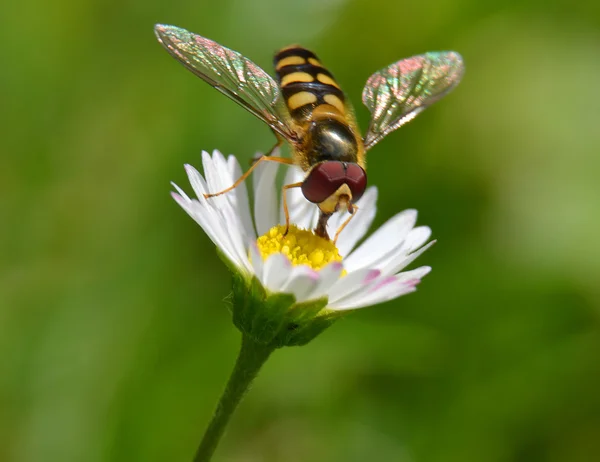 Small wasp with daisy — Stock Photo, Image