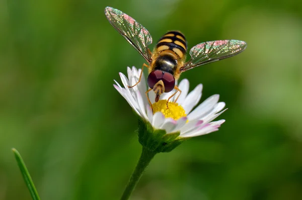 Small wasp with daisy — Stock Photo, Image