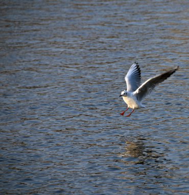 Nehir üzerinde uçan martı