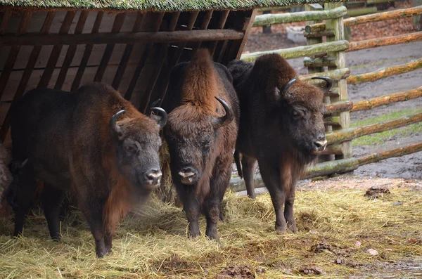 Çit yakınındaki Avrupa bizonlar
