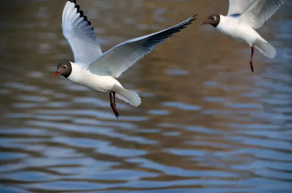 Flying seagull over pond — Stock Photo, Image