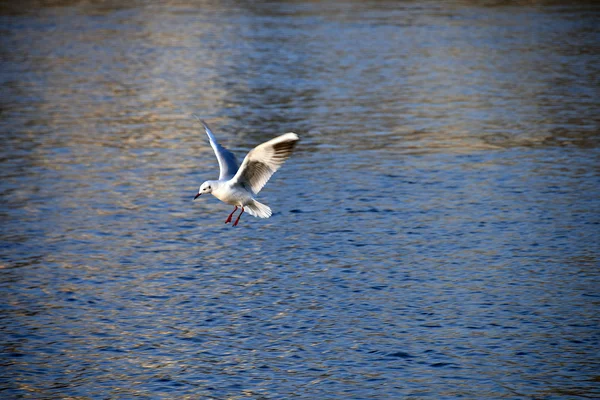 Flying seagull over river — Stock Photo, Image